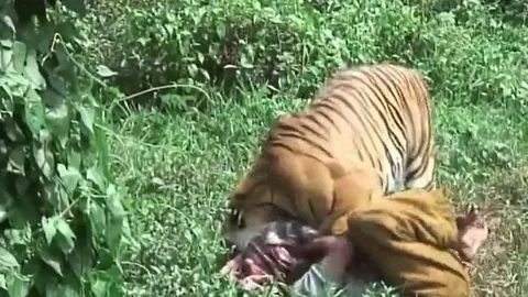 CLIP: Người đàn ông bị hổ vồ ngã, cắn vào đầu nhưng diễn biến sau đó khiến ai cũng 'sốc'