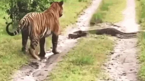 CLIP: Đang đi đường đụng độ trăn, hổ dữ làm ra hành động khiến người xem 'sốc'