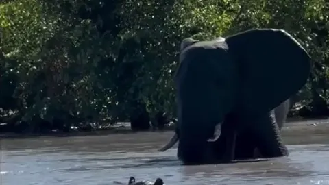 CLIP: Đụng độ hà mã dưới nước, voi liền xua đuổi đối thủ nhưng hành động sau đó của nó mới 'sốc'