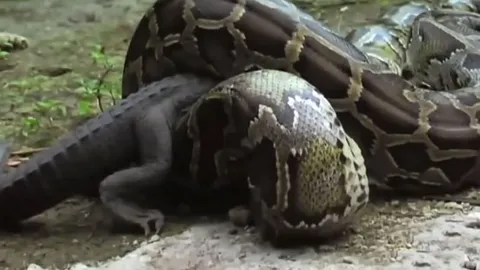 CLIP: Cuộc đối đầu nghẹt thở giữa trăn khổng lồ và cá sấu, cái kết đầy bất ngờ