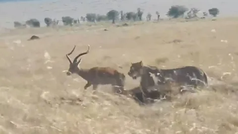 CLIP: “Lãnh chúa đồng cỏ” bất ngờ tha chết cho linh dương Impala trưởng thành