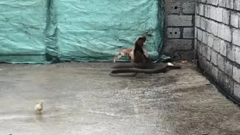 CLIP: Mò vào chuồng săn gà con, rắn bị gà mẹ đánh cho tả tơi