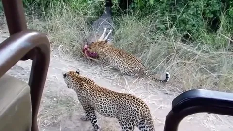 CLIP: Cá sấu thản nhiên cướp mồi của 2 chú báo hoa mai