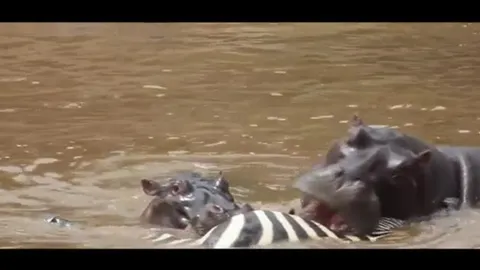 CLIP: Bầy hà mã hung hãn xé xác ngựa vằn, đuổi cả cá sấu tranh mồi