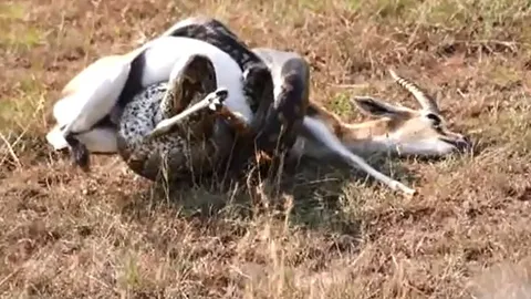 CLIP: Khoảnh khắc rùng mình, trăn khổng lồ siết chết linh dương trong tích tắc