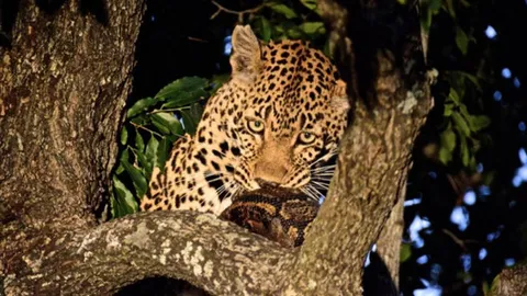 CLIP: Báo hoa mai kéo xác trăn khổng lồ lên cây tránh kẻ thù cướp mồi