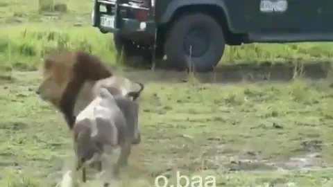 CLIP: Linh dương đầu bò liều lĩnh tấn công sư tử và cái kết đầy bi kịch