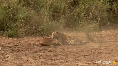 CLIP: Chớp nhoáng như tia sét, báo hoa mai hạ gục linh dương Impala chỉ trong tích tắc