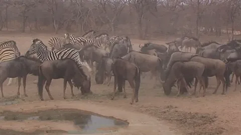 CLIP: Cú đá trời giáng, ngựa vằn hạ gục linh dương đầu bò chỉ trong tích tắc