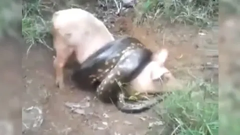 CLIP: Trăn khổng lồ bị bắn hạ khi săn trộm lợn của nông dân