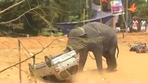 CLIP: Voi "nổi điên" húc lật ôtô, phá hủy hàng loạt tài sản