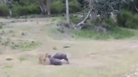 CLIP: Mãn nhãn với những pha săn mồi đầy uy lực của “chúa sơn lâm”