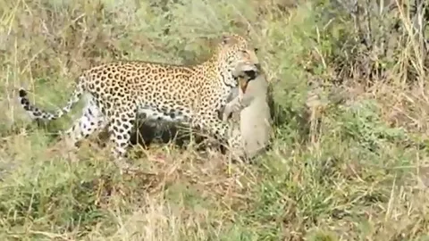 CLIP: Mèo hoang chết thảm khi bị báo hoa mai chọn làm mục tiêu