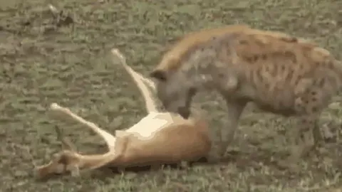 CLIP: Linh dương giả chết, thoát khỏi nanh vuốt báo săn và linh cẩu