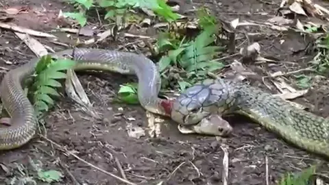 CLIP: Đụng độ rắn hổ mang chúa, hổ mang Java nhận kết cục bi thảm