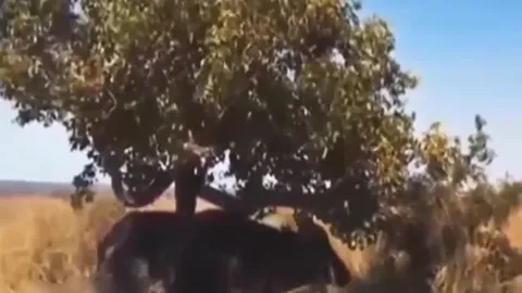 CLIP: Bị trâu rừng đuổi cùng giết tận, báo hoa mai vội vã leo lên cây lánh nạn