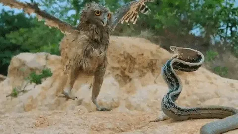 CLIP: Cuộc chạm trán nghẹt thở giữa cú mèo và rắn dữ, kẻ săn mồi bất ngờ bị phản đòn