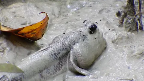 CLIP: Cá thòi lòi – Loài cá duy nhất trên thế giới bị muỗi đốt