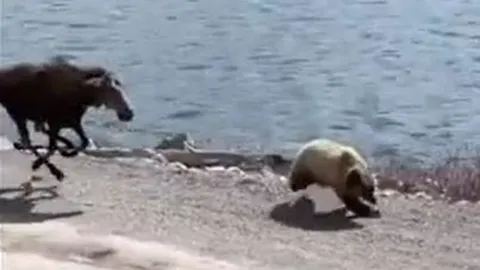 CLIP: Nai sừng tấm bất ngờ "lật kèo", rượt đuổi gấu bỏ chạy thục mạng