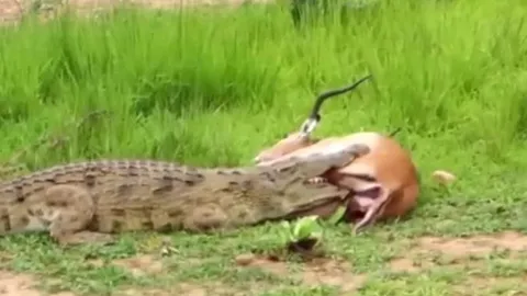 CLIP: Thoát khỏi “tử thần đầm lầy”, linh dương impala tạo nên kỳ tích sống sót