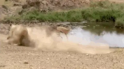 CLIP: Linh dương Impala tung "cú lừa ngoạn mục", sư tử đành hít bụi trong thất bại ê chề