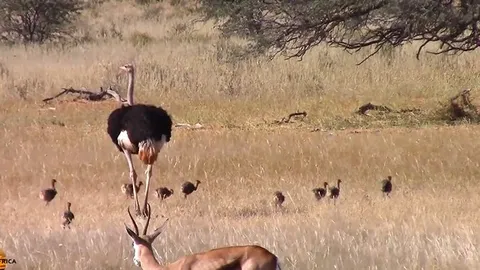 CLIP: Đói khát giữa đồng hoang, sư tử tấn công đàn đà điểu con