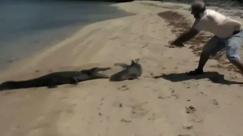 CLIP: Cá sấu táo tợn lao lên bờ định cướp cá mập từ tay ngư dân