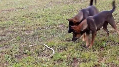 CLIP: Cuộc chạm trán kịch tính giữa hai chú chó săn và con rắn dữ trong rừng