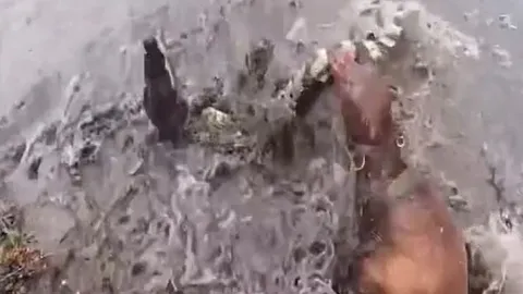 CLIP: Đụng độ 2 con chó Pitbull, cá sấu bị kết liễu trong vòng 'một nốt nhạc'