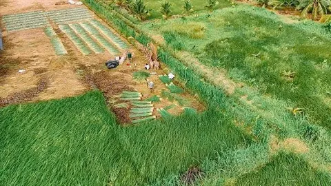 Giá lát lao dốc, nông dân lỗ công chăm sóc