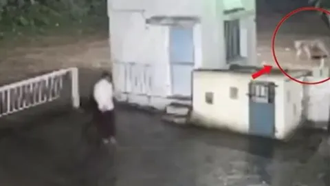 CLIP: Đụng độ sư tử lúc nửa đêm, người đàn ông nhận kết cục khó tin