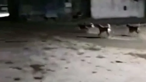 CLIP: Phát hiện sư tử đực gần chuồng gia súc, đàn chó nhà hợp sức vây đánh