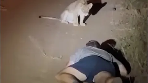 CLIP: Trả giá đắt vì liều lĩnh ‘trêu ngươi’ sư tử