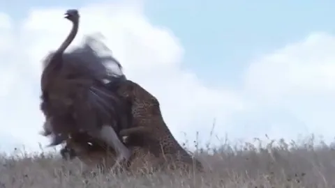 CLIP: Đà điểu cái bỏ mạng sau pha “bẻ lái” bất ngờ của báo săn