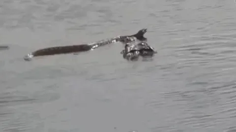 CLIP: Cá sấu phô diễn sức mạnh, kết liễu rắn độc trong tích tắc