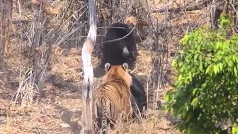 CLIP: Gấu lợn mẹ tử chiến với hổ dữ để bảo vệ con và cái kết 