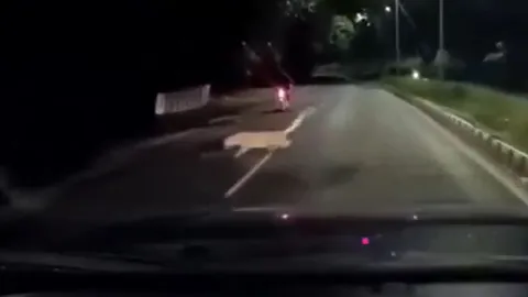 CLIP: Báo hoa mai bất ngờ tấn công người đi xe máy trong đêm và cái kết 'thót tim'