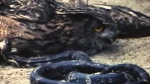 CLIP: Rắn chuột phản đòn, mổ liên tiếp vào mắt cú mèo và kết cục khó tin