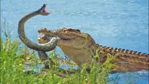 CLIP: Trăn ‘khủng’ tuyệt vọng vùng vẫy tìm sự sống trước hàm cá sấu