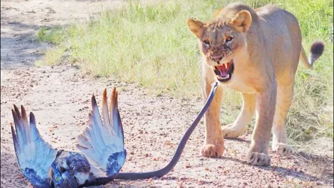 CLIP: Bị rắn cực độc tóm gọn, chim cắt may mắn được sư tử giải cứu