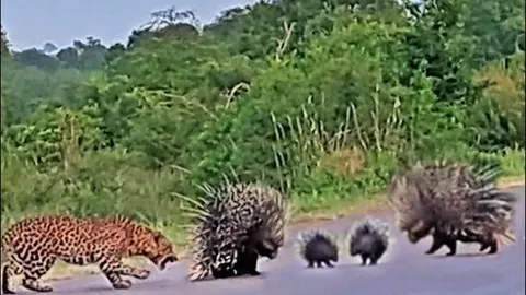 CLIP: Báo hoa mai ‘ăn quả đắng’ khi cả gan tấn công gia đình nhím