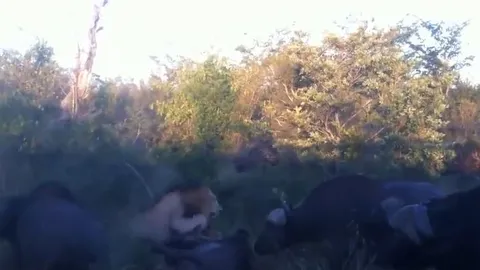 CLIP: Đàn trâu rừng 'đánh hội đồng' sư tử và cái kết ngỡ ngàng