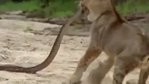 CLIP: Thị uy trăn đá, sư tử kinh hãi khi bị đối thủ đớp thẳng mặt