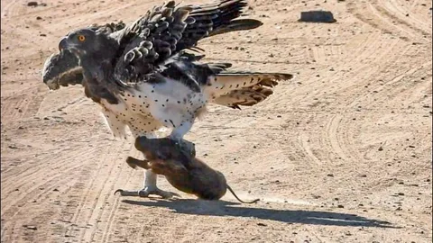 CLIP: Đại bàng khổng lồ bổ nhào từ trên không xuống đoạt mạng lợn bướu