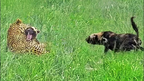 CLIP: Bị báo hoa mai phục kích, chó hoang mất mạng dù được cả đàn trợ chiến