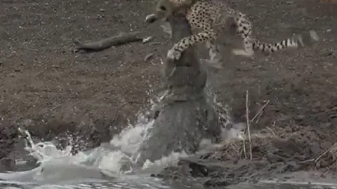 CLIP: Cá sấu phục kích, phi thân nhanh như chớp tóm gọn báo săn