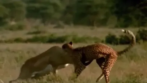 CLIP: Bị báo săn tóm, linh dương bất ngờ vùng dậy húc thủng bụng kẻ thù