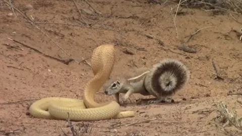 CLIP: Sóc mẹ dũng cảm tử chiến với rắn hổ mang chúa để bảo vệ đàn con