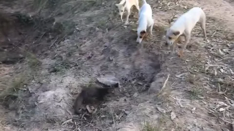 CLIP: Cầy mangut tử chiến cùng đàn chó