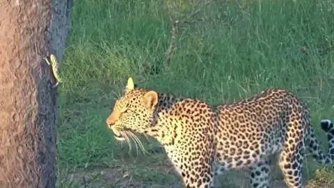 CLIP: Tắc kè làm ra hành động gây 'sốc' khi đối đầu với báo đốm